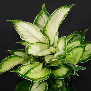 Dieffenbachia 'Cool Beauty'