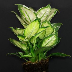 Dieffenbachia 'Cool Beauty'