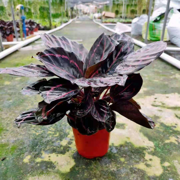 Dottie Calathea