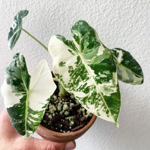 Alocasia Xamazonica/ Alocasia Frydek Variegated