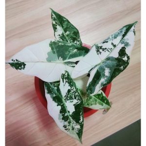 Alocasia Xamazonica/ Alocasia Frydek Variegated