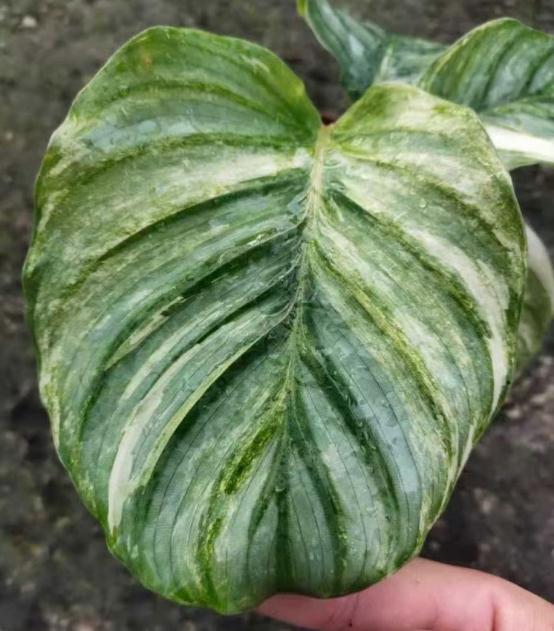 Calathea orbifolia variegated - ALPHA