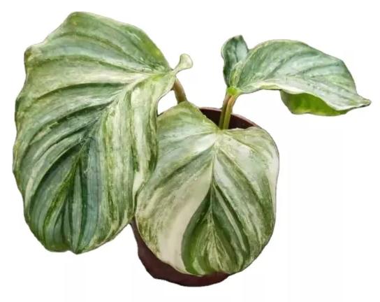 efeu bestimmen Efeu - Hedera helix main image 0