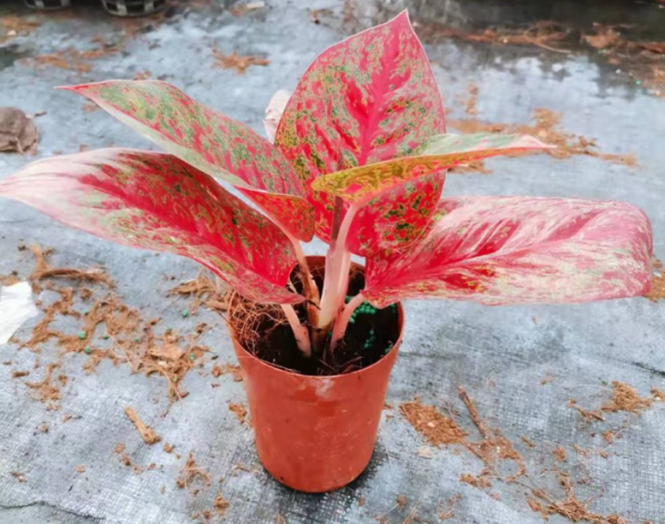 Aglaonema Red Sun