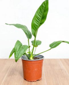 Anthurium Coriaceum