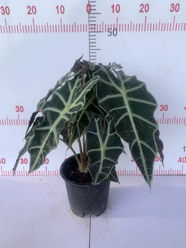 Alocasia Polly