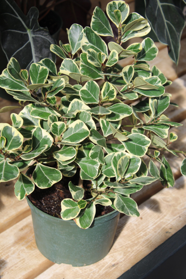 Triangularis Ficus
