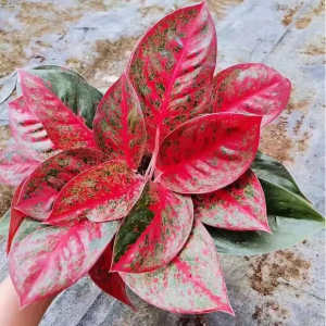 Aglaonema Red Sun