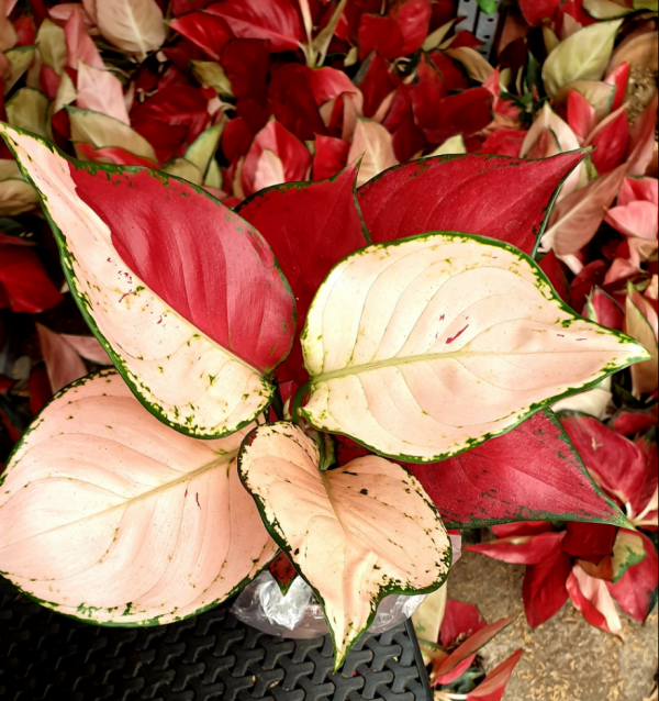 Aglaonema Kimberly Hybrid