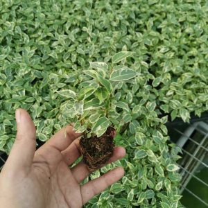 Ficus benjamina