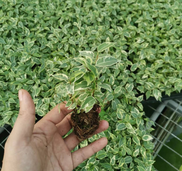 Ficus benjamina