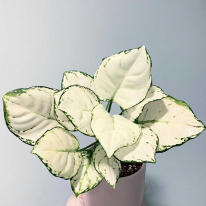 Aglaonema Supper White