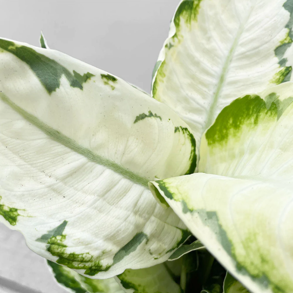 Dieffenbachia 'Cool Beauty