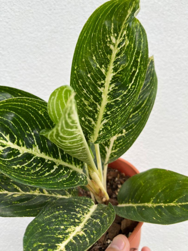 Aglaonema Lucia Lucas