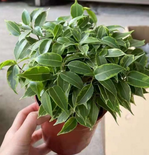 Ficus benjamina