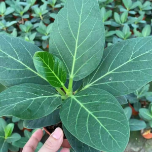 Japanese Ficus