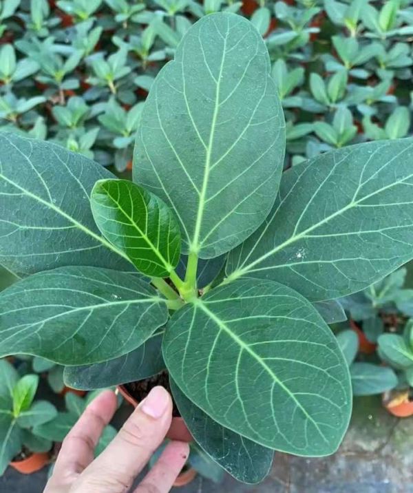 Japanese Ficus