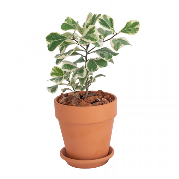 Ficus erecta Thunb.