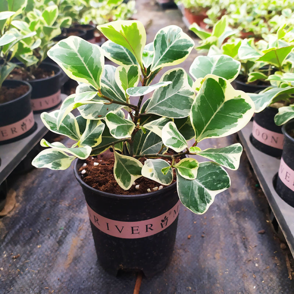 Ficus Rumphii – Alpha