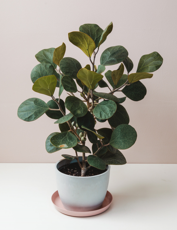 Ficus diversifolia