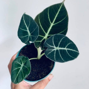 The Alocasia 'Black Velvet'