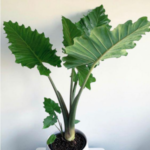 Alocasia Portora'