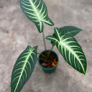 Elephant Ear