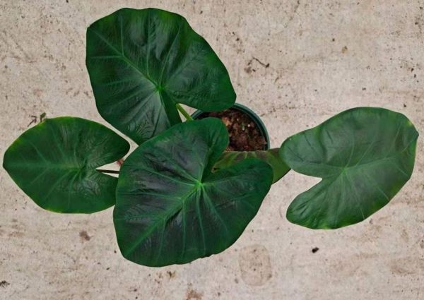 Colocasia gigantea