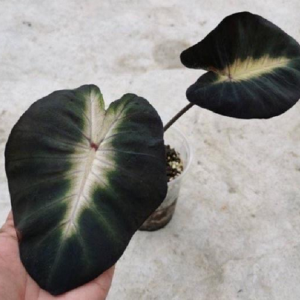 Alocasia Tropical Storm