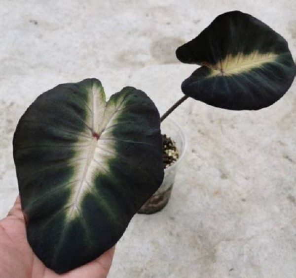 Alocasia Tropical Storm