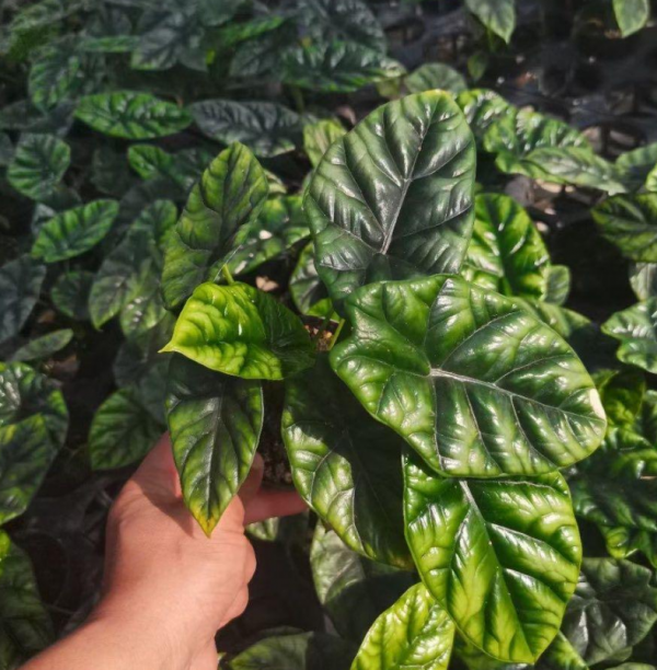 Alocasia sinuata