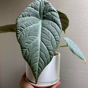 Alocasia Cantaloupe