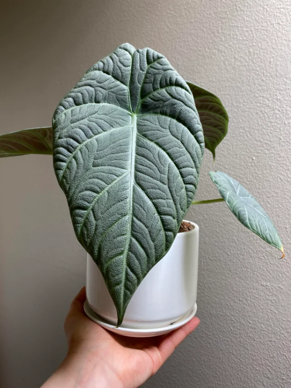 Alocasia Cantaloupe