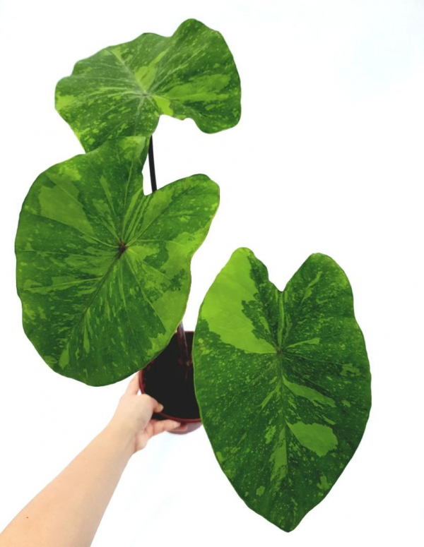 Alocasia Gecko