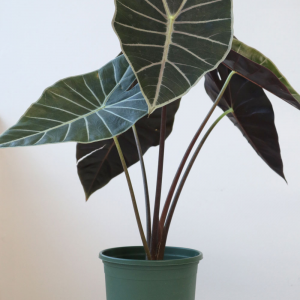 Alocasia Watsoniana