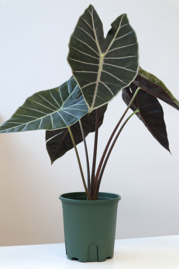 Alocasia Watsoniana