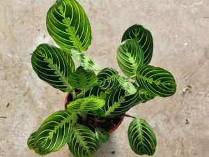 Maranta leuconeura var Massange