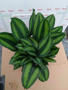 Maranta arundinacea L