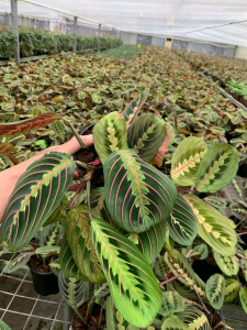 Maranta leuconeura 'Fascinator