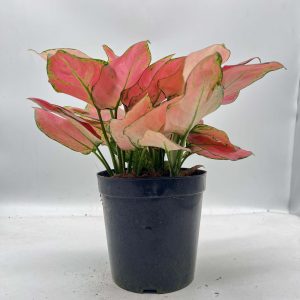 Aglaonema Lucky Red Plant