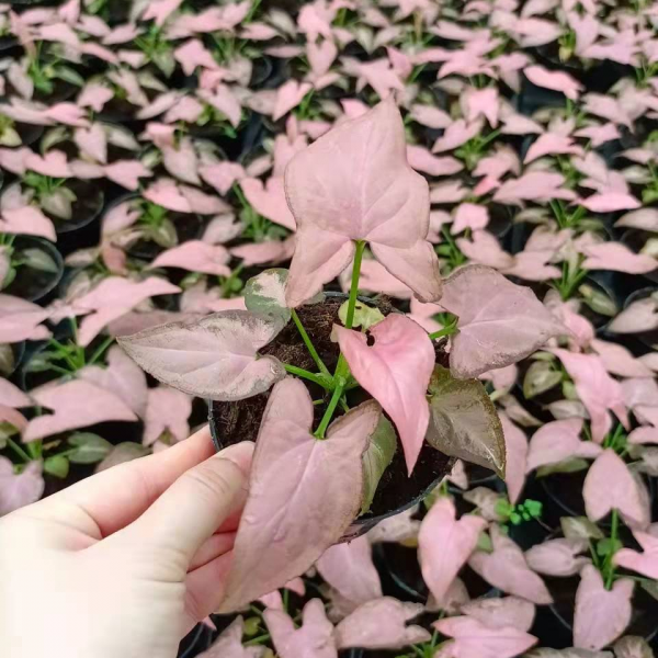 Pink Sycamore Syngonium