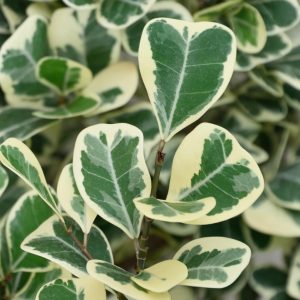 Triangularis Ficus