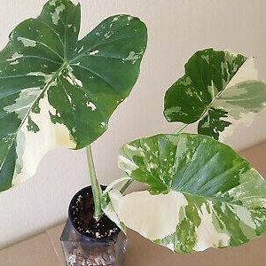 Alocasia odora 'Okinawa Silver'