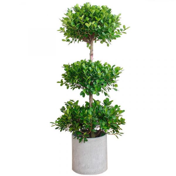 Ficus Elastica