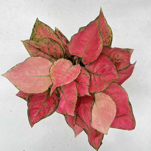 Aglaonema Lucky Red Plant