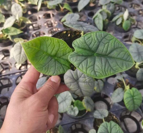 Alocasia Cantaloupe