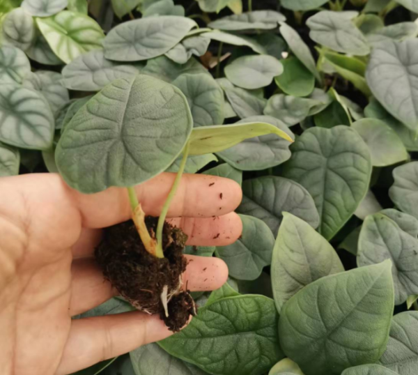 Alocasia Cantaloupe