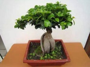  Ginseng Ficus