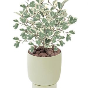 Ficus erecta Thunb