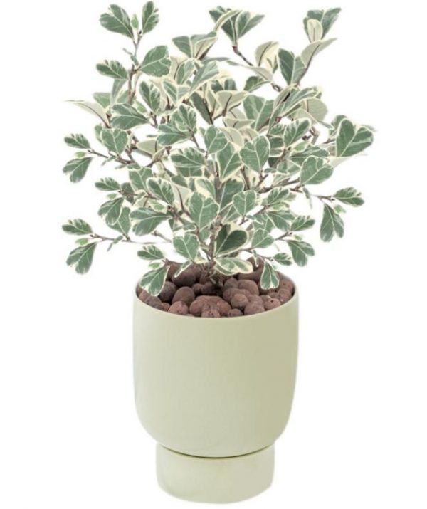 Ficus erecta Thunb